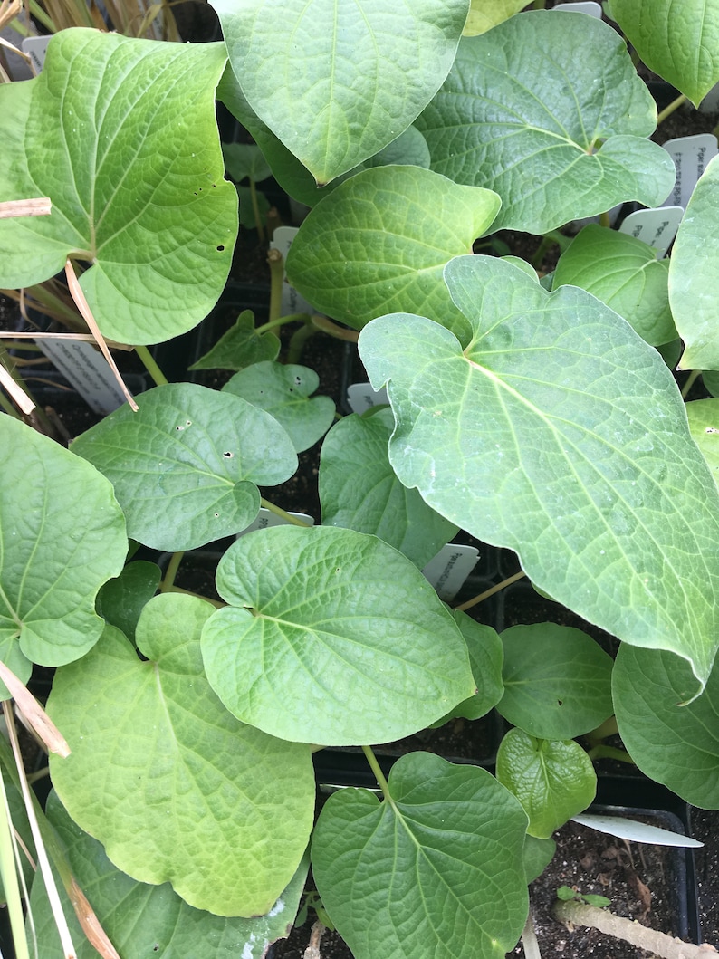 Piper auritum Root Beer Plant HOJA SANTA plante vivante Etsy