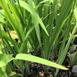 May include: Close-up of a group of green plants growing in small black pots. The plants have long, narrow leaves and are arranged in rows.