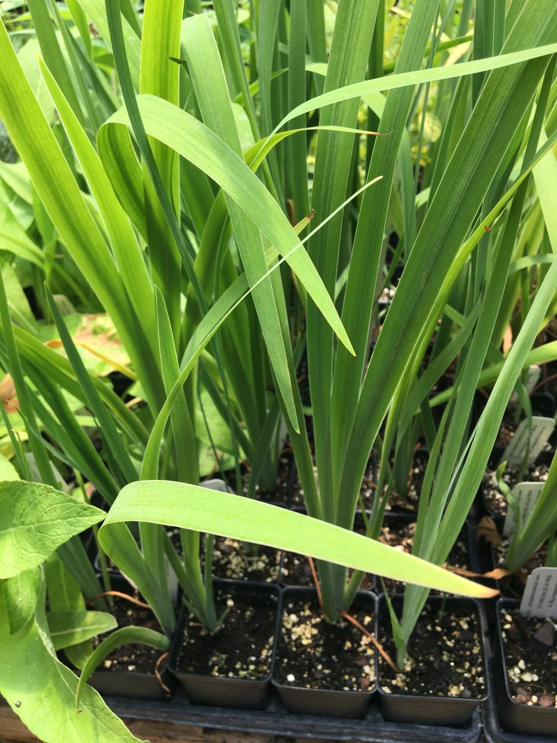 May include: Close-up of a group of green plants growing in small black pots. The plants have long, narrow leaves and are arranged in rows.