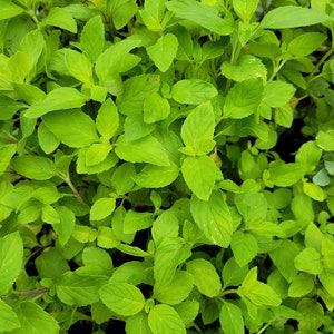 May include: A close-up image of a lush green patch of fresh mint leaves.