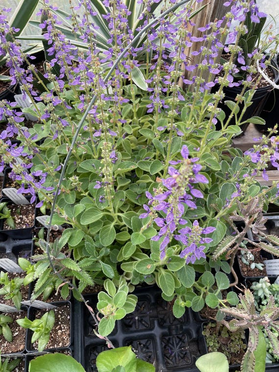 Coleus Forskohlii, Plectranthus Barbartus, Live Plant in 2.5 Inch Pot - Etsy