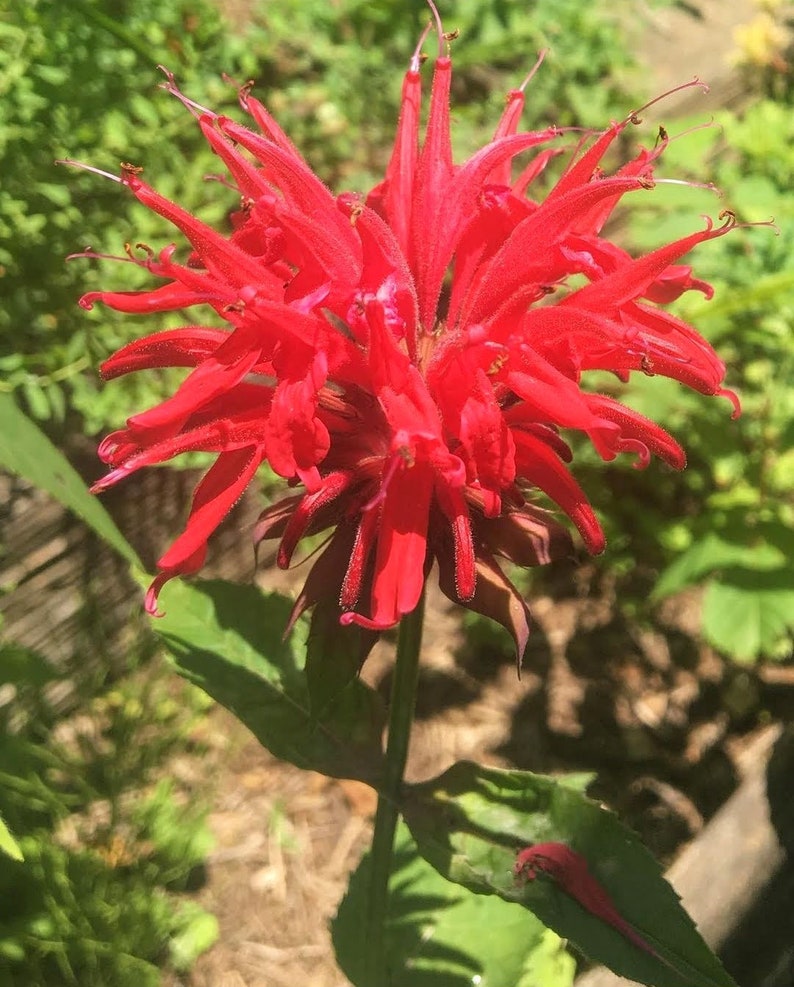 May include: A vibrant red flower with long, thin petals. The flower is in full bloom and has a delicate, feathery texture.