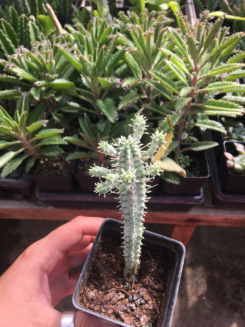 Euphorbia Mammilaris Variegata Corn Cob Cactus Succulent Etsy