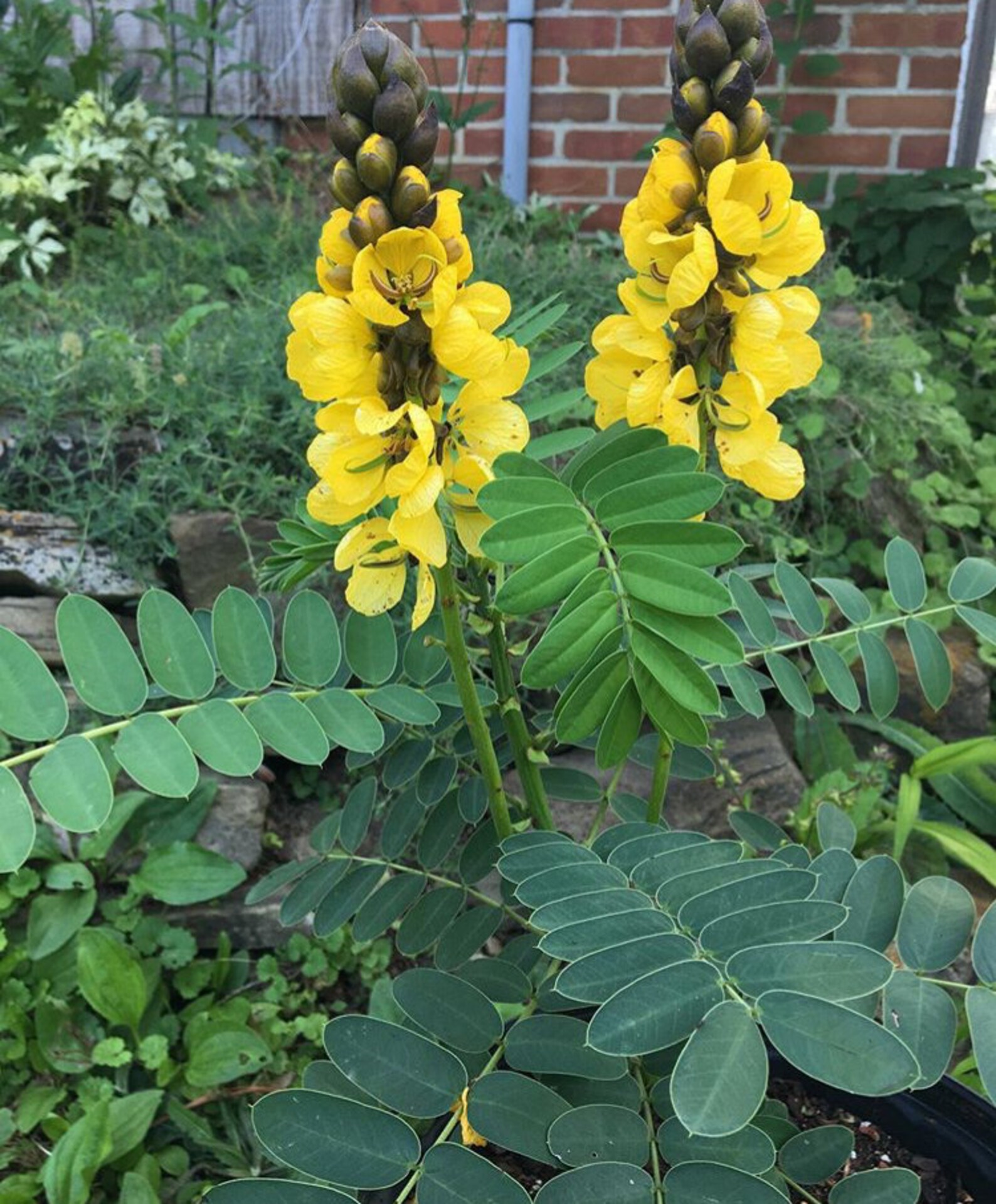 Senna didymobotrya Cassia didymobtrya Popcorn Plant Popcorn Etsy