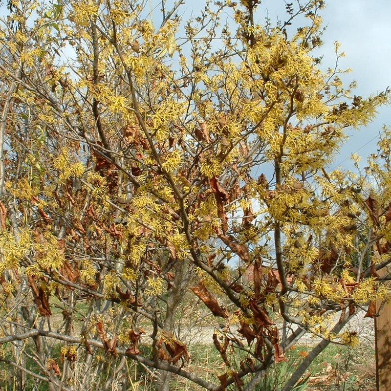 Witch Hazel Tree - Etsy