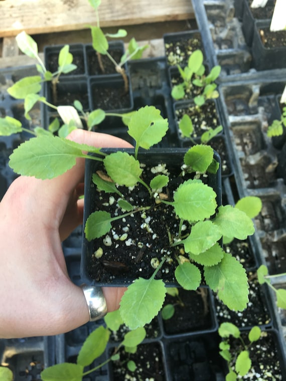 Tanacetum Balsamita Costmary, Alecost, Balsam Herb, Bible Leaf Plant in 2.5  Inch Pot - Etsy Denmark
