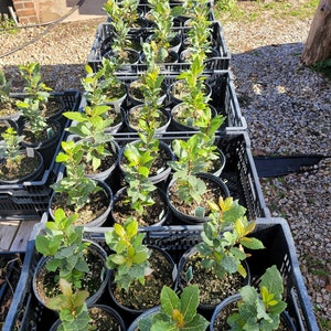 May include: Multiple black plastic crates filled with potted bay laurel plants. The plants are in various sizes and have green leaves.