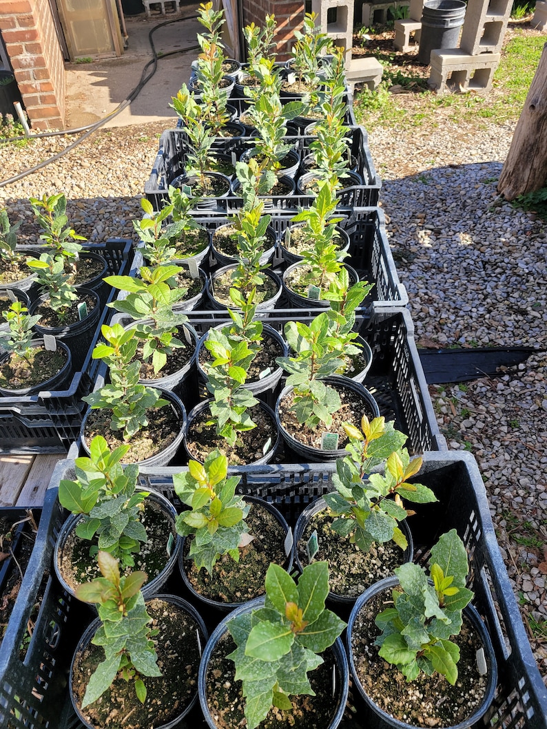 May include: Multiple black plastic crates filled with potted bay laurel plants. The plants are in various sizes and have green leaves.