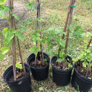 May include: Five potted plants with green leaves growing up brown stakes. The plants are in black plastic pots with brown soil.