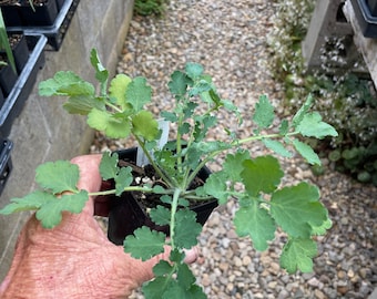 Chelidonium majus Greater Celandine in 2.5 Inch Pot