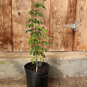 May include: A young plant with green leaves in a black plastic pot. The plant is centered in the image against a wooden background. The pot sits on a concrete surface. The wooden background has a door hinge attached.