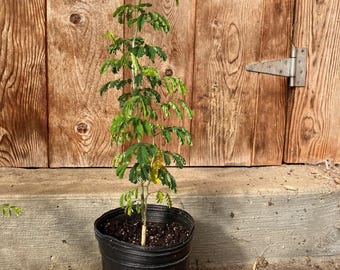 Chloroleucon tortum Brazilian Raintree Tree in gallon pots