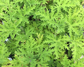 Pelargonium 'Citrosum' Citronella Geranium Plant in 2.5 inch pot