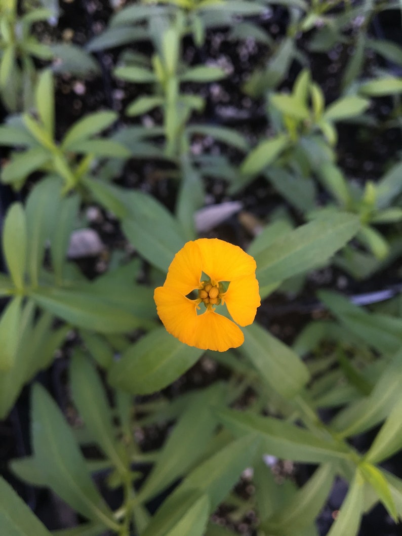Tagetes Lucida Mexican Tarragon LIVE PLANT in 2.5 Inch Pot Etsy