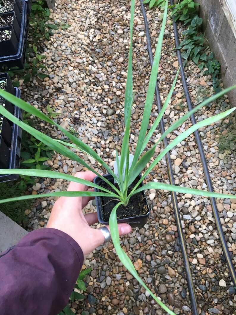 CompanionPlants Yucca filamentosa - Thumbnail 3