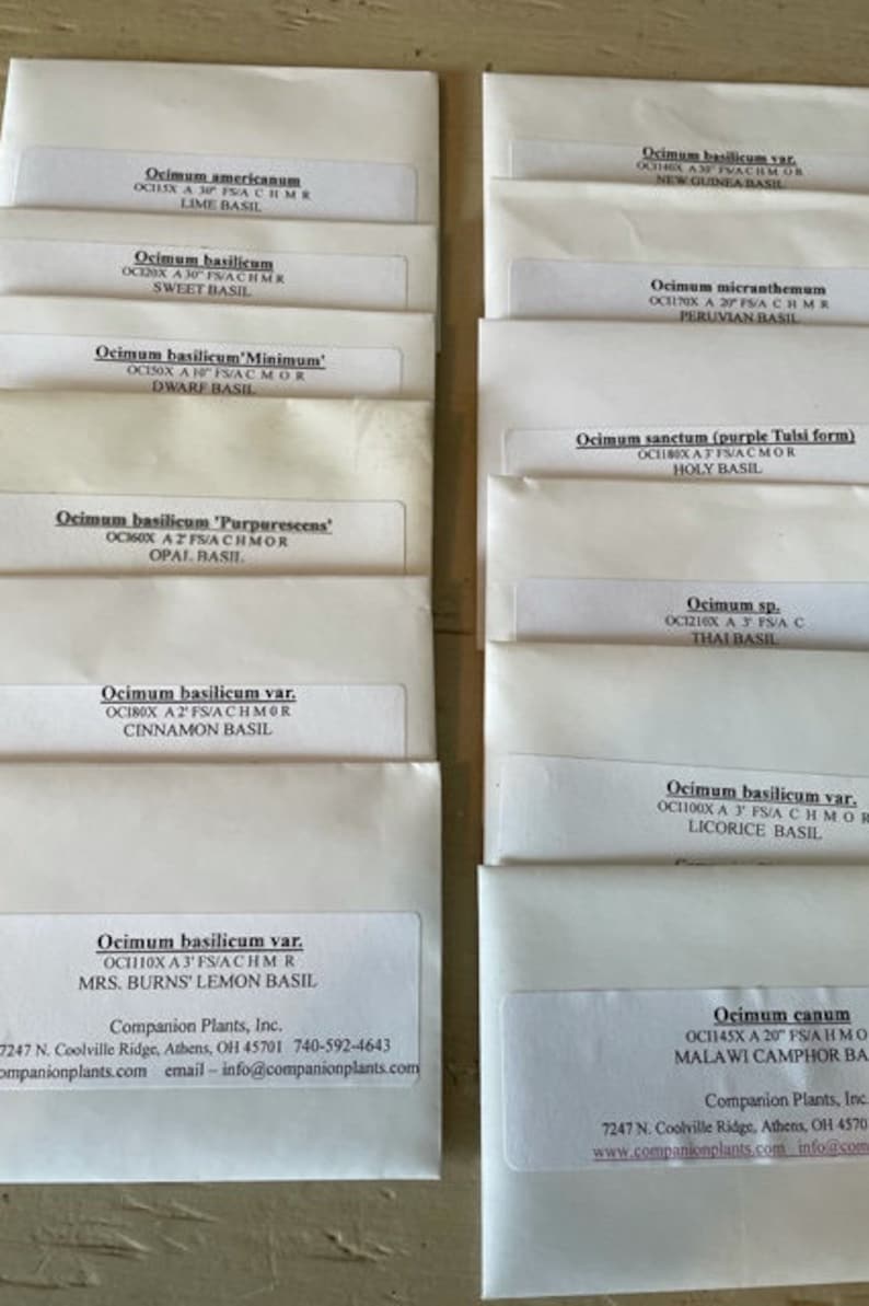 Pode incluir: Uma cole&ccedil;&atilde;o de 10 envelopes brancos com texto preto, cada um contendo sementes de uma variedade diferente de manjeric&atilde;o. Os envelopes s&atilde;o etiquetados com o nome da variedade, o nome cient&iacute;fico e o nome comum. Os envelopes est&atilde;o dispostos em duas filas de cinco.