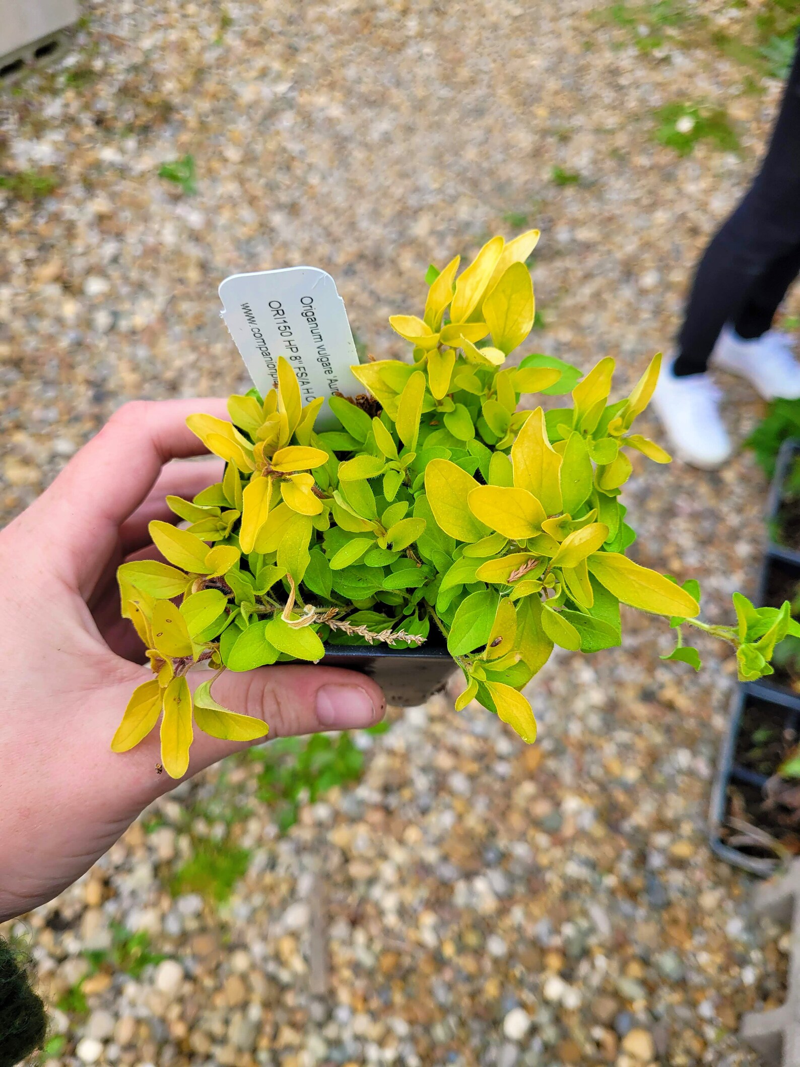 Origanum vulgare 'Aureum' Golden Oregano LIVE PLANT in Etsy