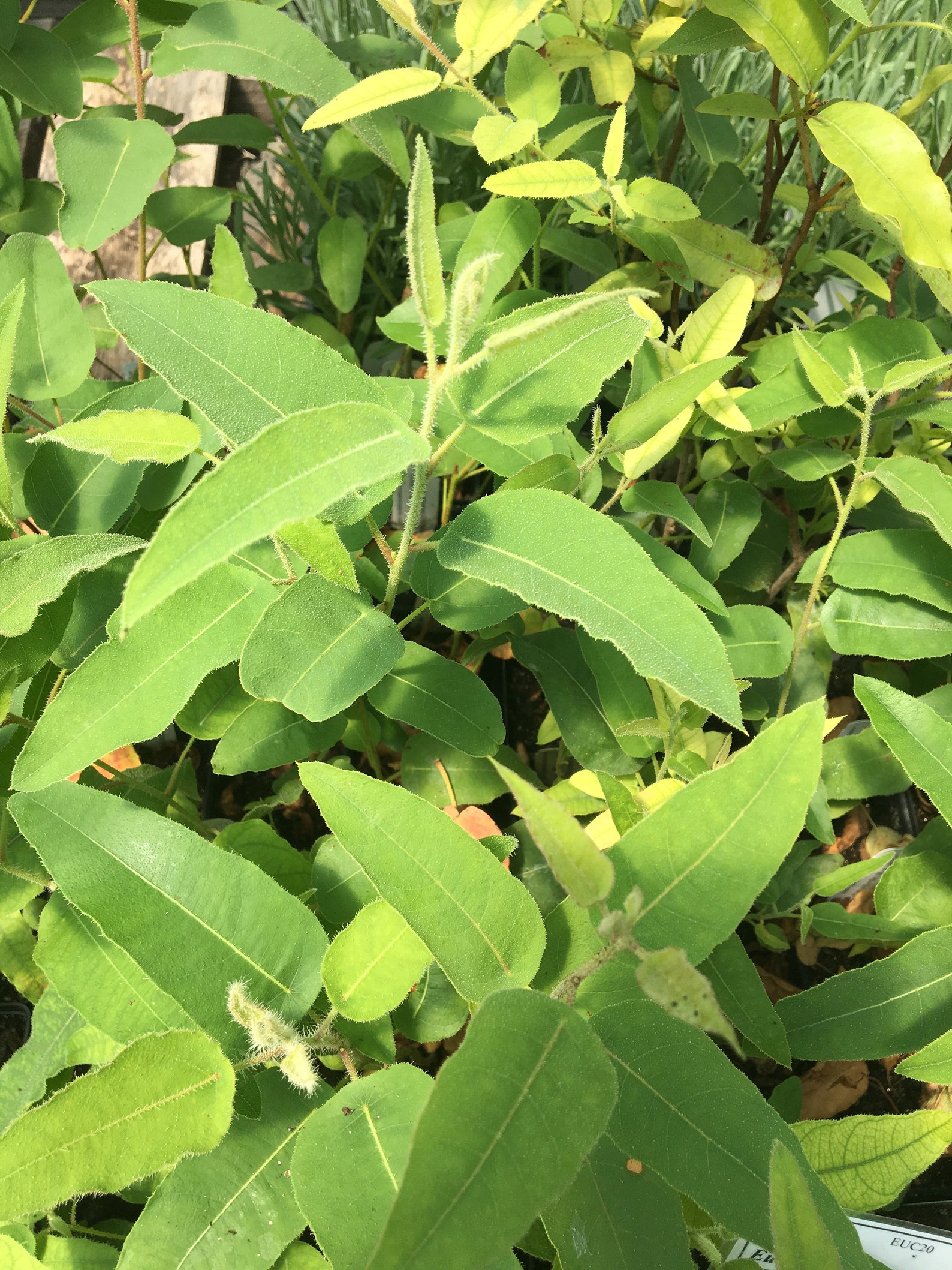 Eucalyptus Citriodora LEMON EUCALYPTUS Live Plant Live Tree in Etsy UK