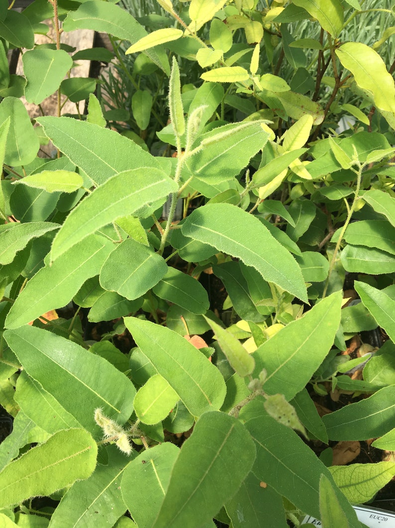 Eucalyptus citriodora LEMON EUCALYPTUS Live plant Live