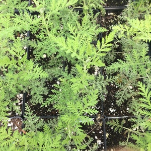 Artemisia afra African Wormwood LIVE PLANT in 2.5 inch pot image 4