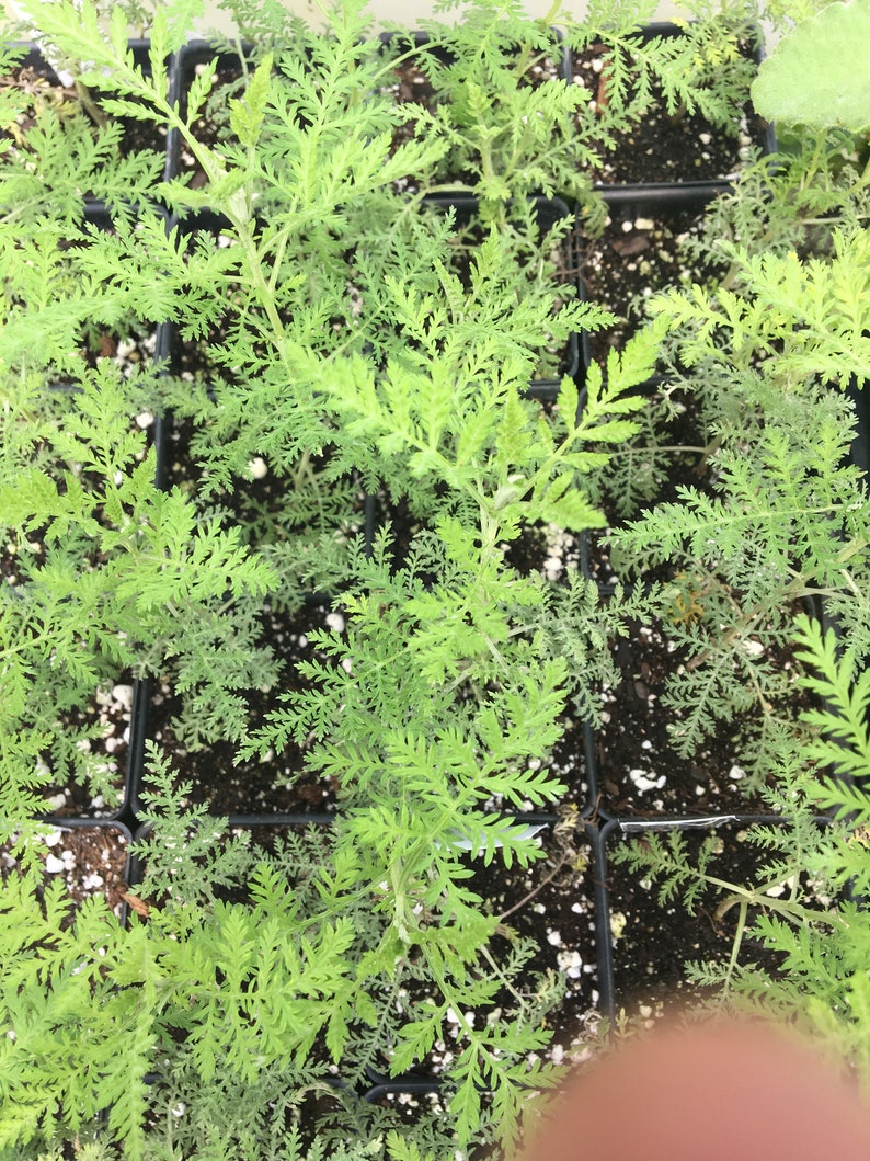 Artemisia afra African Wormwood LIVE PLANT in 2.5 inch pot image 4