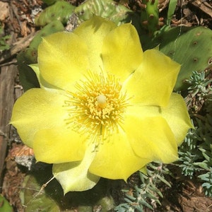 Opuntia humifusa figue de barbarie plante de cactus rustique cactus pot de 4 pouces indigène