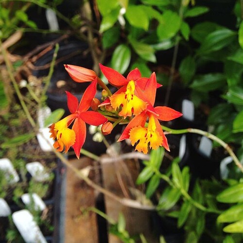 Epidendrum Radicans Fire Star Orchid Rainbow Orchid Live Plant Etsy Singapore