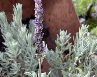 Lavandula dentata 'Goodwin Creek' Goodwin Creek Lavender plant in Gallon Size Pot