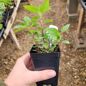 May include: A small potted plant with green leaves in a black plastic pot. The plant is being held by a hand.