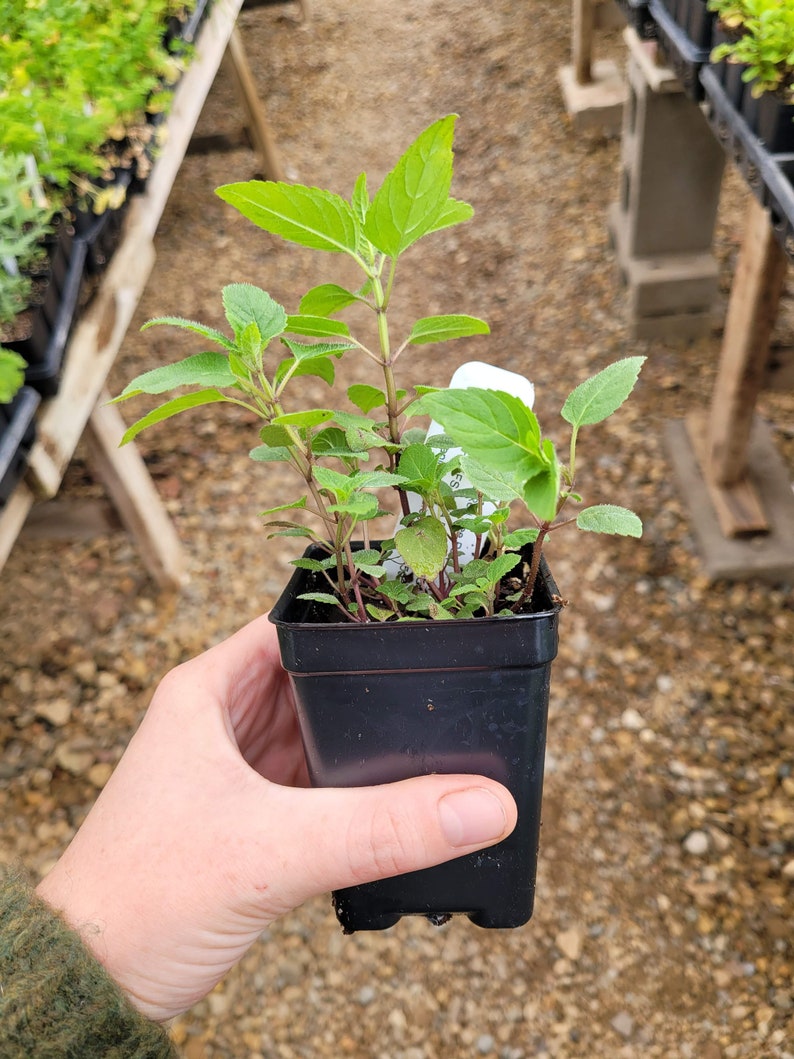 May include: A small potted plant with green leaves in a black plastic pot. The plant is being held by a hand.