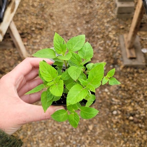 May include: A small green plant with multiple stems and leaves in a black plastic pot. The plant is being held by a hand.