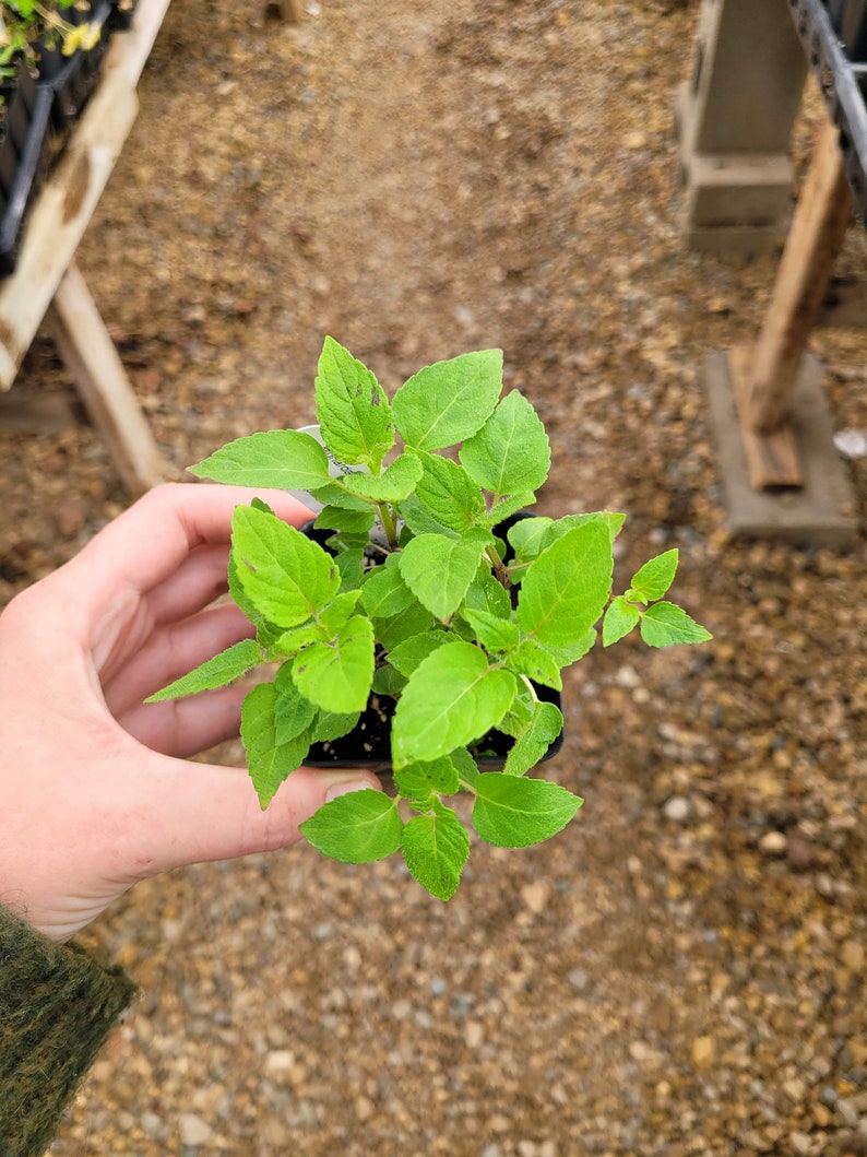 May include: A small green plant with multiple stems and leaves in a black plastic pot. The plant is being held by a hand.