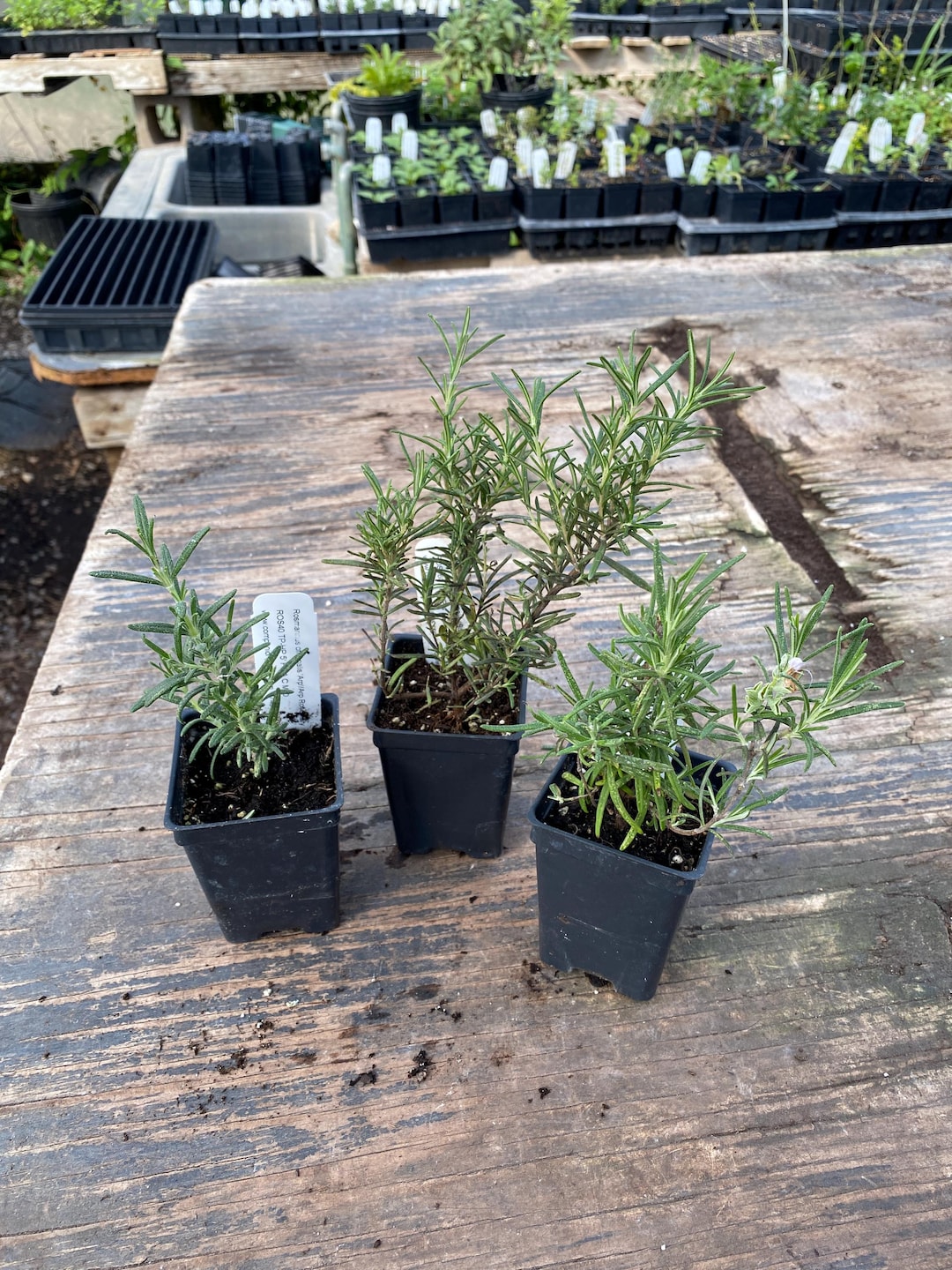 HARDY ROSEMARY BUNDLE: Arp, Salem, and Hill Hardy (3 Live Plants