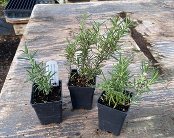 HARDY ROSEMARY BUNDLE: Arp, Salem, and Hill Hardy (3 live plants in 2.5" pots)