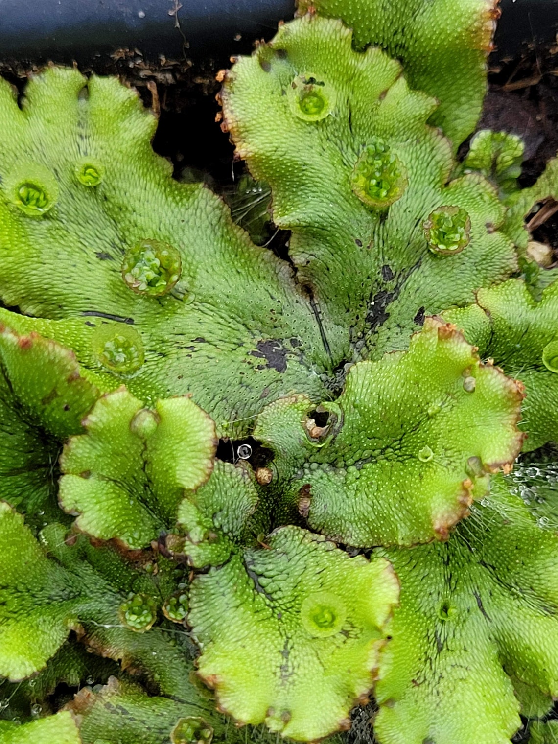 Marchantia Polymorpha Umbrella Liverwort Common Liverwort LIVE PLANT in ...