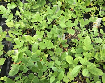 Glycyrrhiza glabra Licorice Plant in 2.5 inch pot Culinary