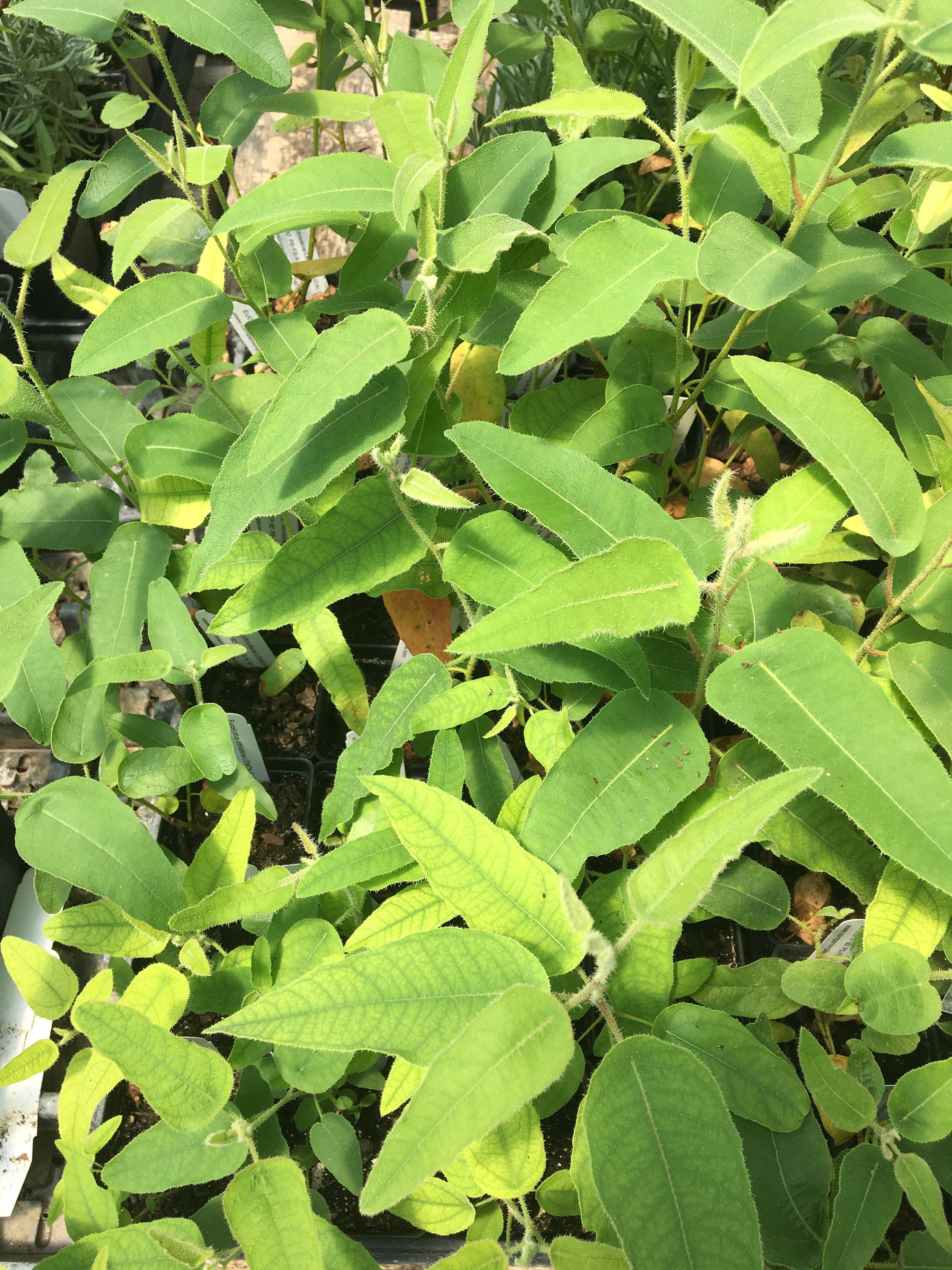 Eucalyptus Citriodora LEMON EUCALYPTUS Live Plant Live Tree in Etsy UK