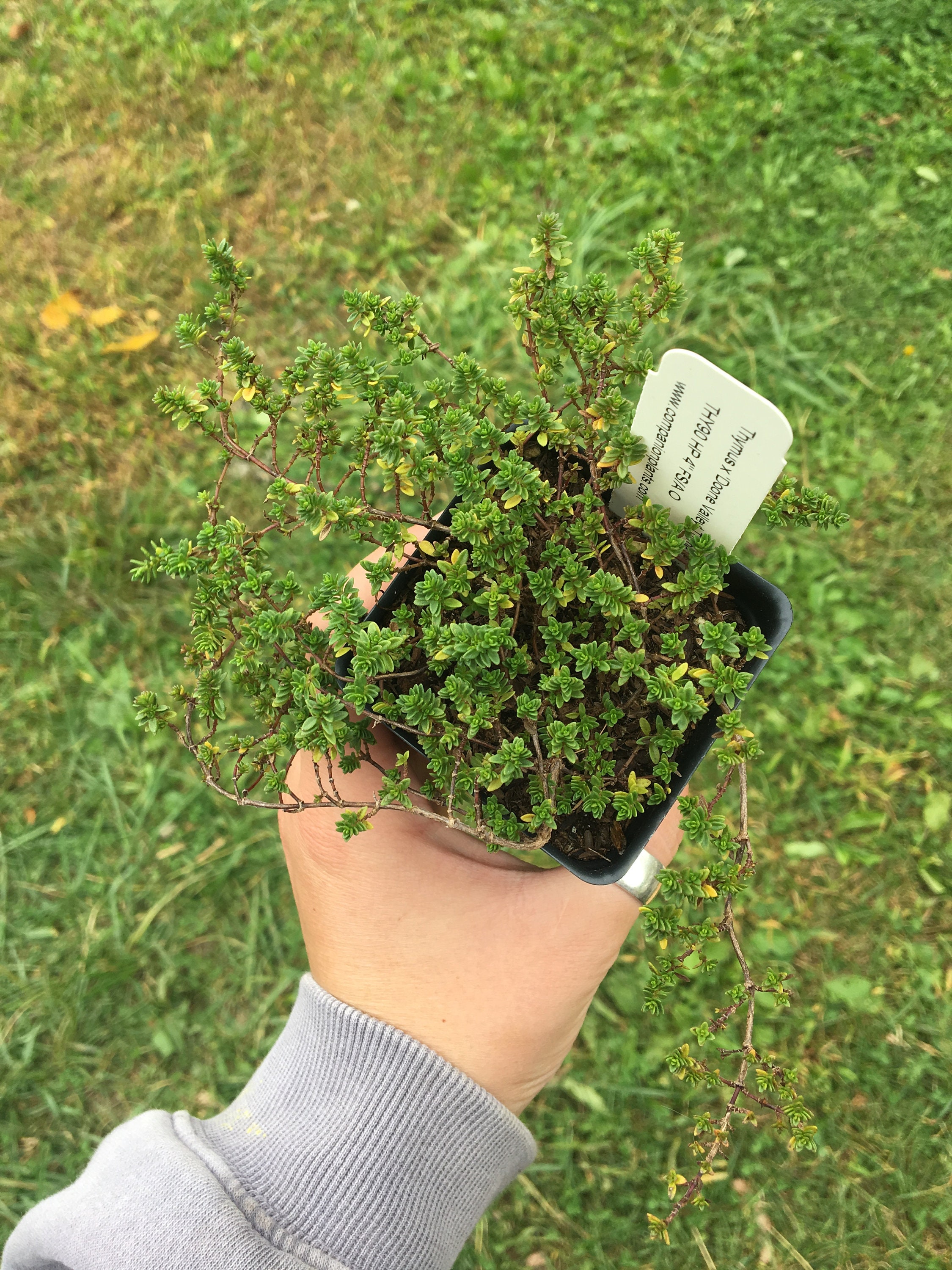 Thymus X 'doone Valley' Doone Valley Thyme LIVE PLANT Etsy