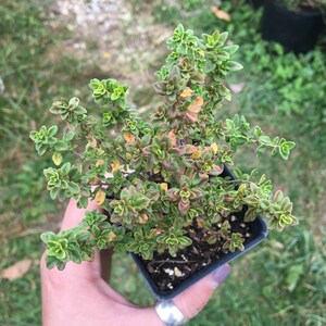 Thymus x citriodorus 'Aureus' Gold Variegated Lemon Thyme Plant in 2.5 inch pot image 3
