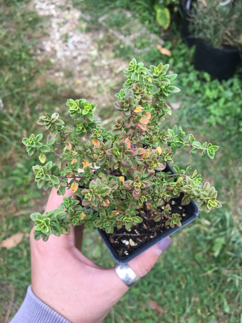 Thymus x citriodorus 'Aureus' Gold Variegated Lemon Thyme Plant in 2.5 inch pot image 3