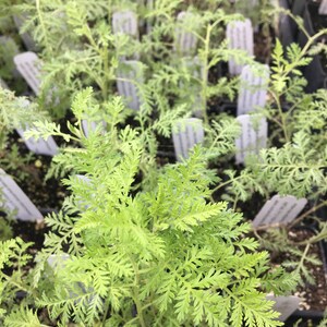 Artemisia afra African Wormwood LIVE PLANT in 2.5 inch pot image 3