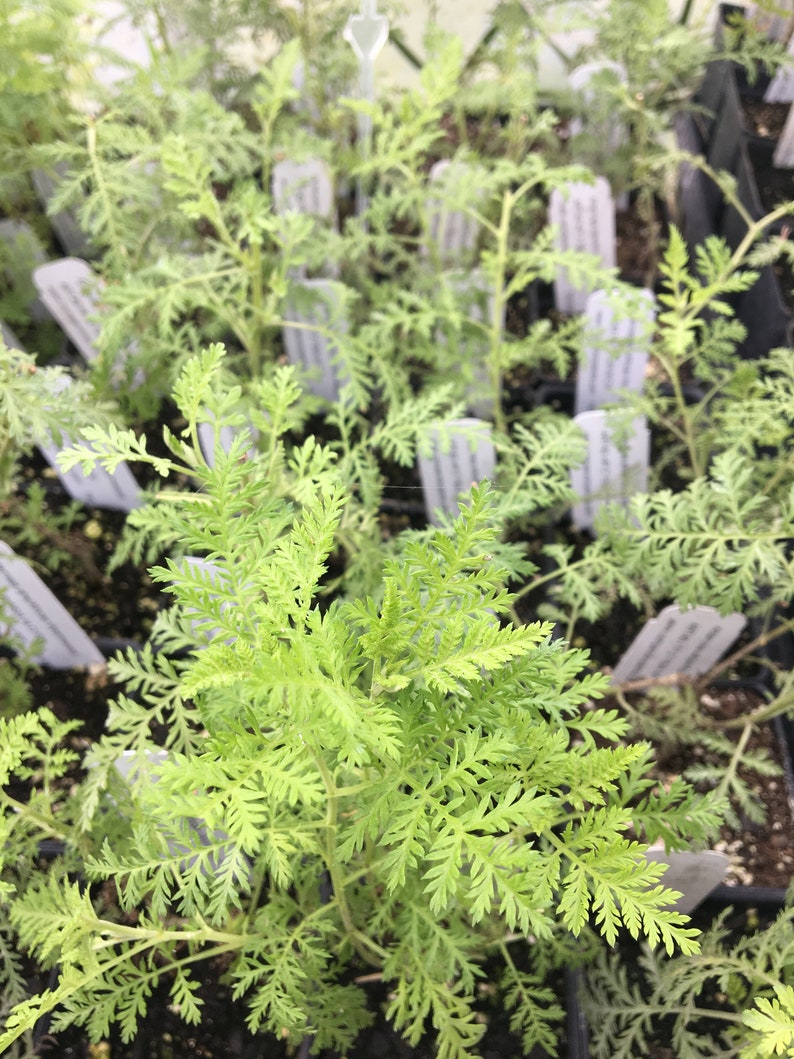 Artemisia afra African Wormwood LIVE PLANT in 2.5 inch pot image 3