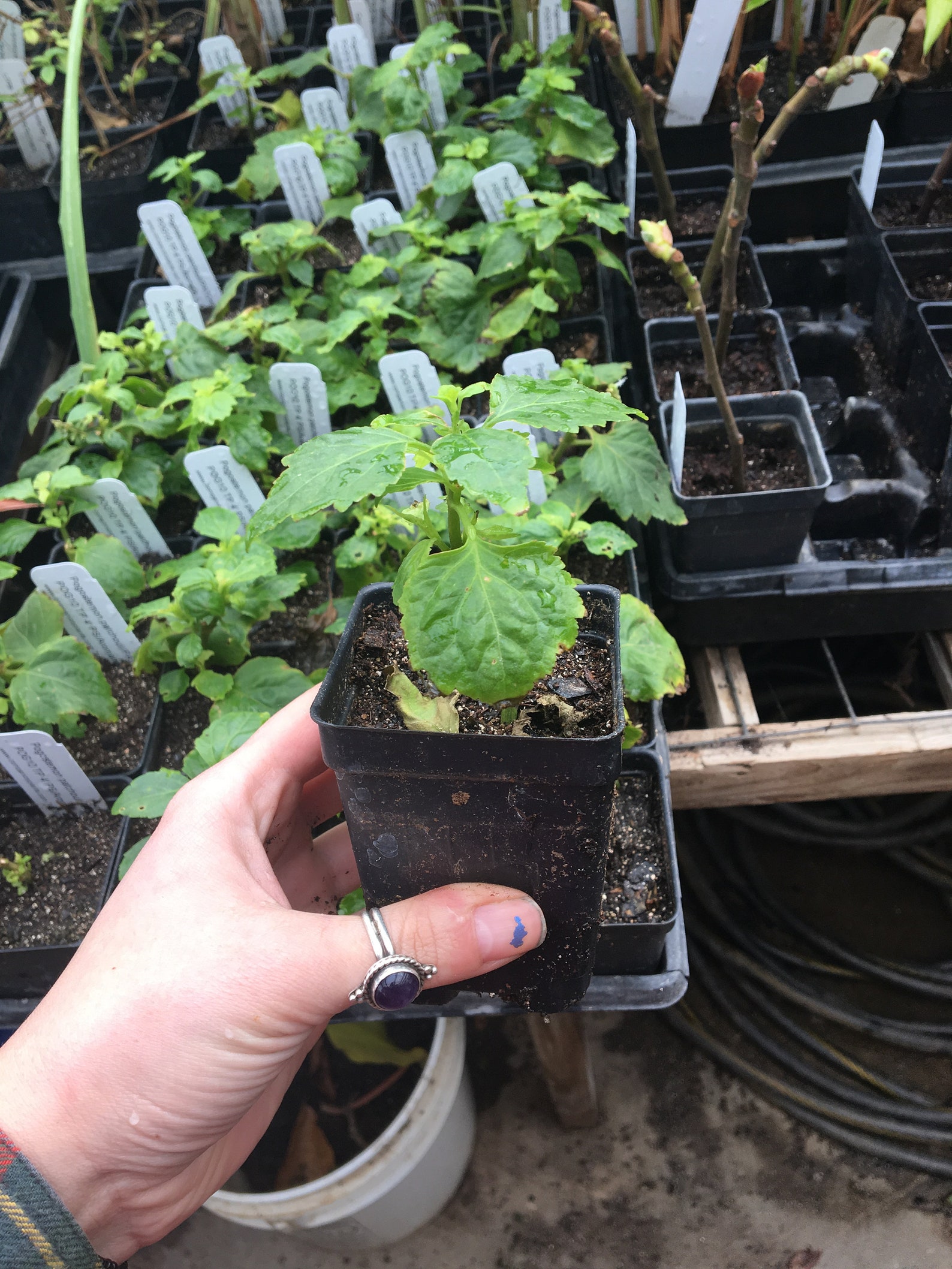 Patchouli Plant Pogostemon patchouli Live Plant Etsy