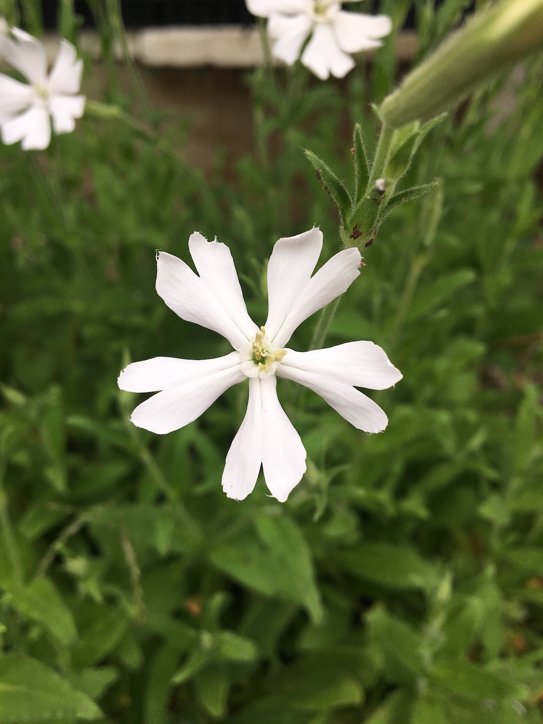 Silene Capensis Silene Undulata Xhosa African Dream Root Plant Etsy Silene Capensis Silene Undulata Xhosa African Dream Root Plant Etsy