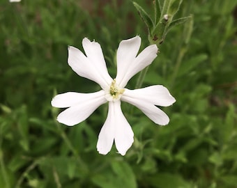 Silene capensis Silene undulata Xhosa African Dream Root Plant in 4 inch pot