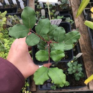 May include: A small green plant with dark green leaves in a black plastic pot. The plant is being held by a hand wearing a maroon jacket.