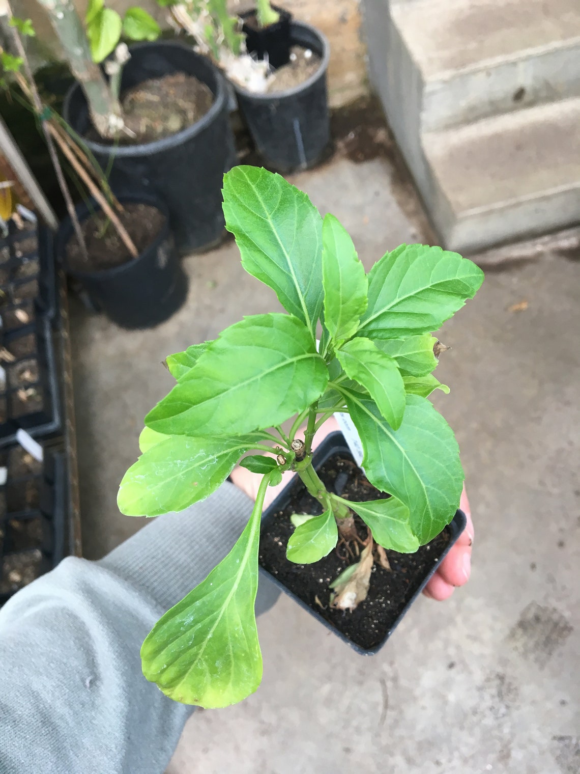 Ocimum Selloi Green Pepper Basil Live Plant in 4 Inch Pot Rare Etsy