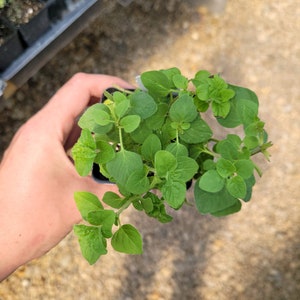 Origanum heracleoticum Greek Oregano plant in 2.5 inch Pot