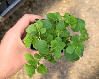 Origanum heracleoticum Greek Oregano plant in 2.5 inch Pot