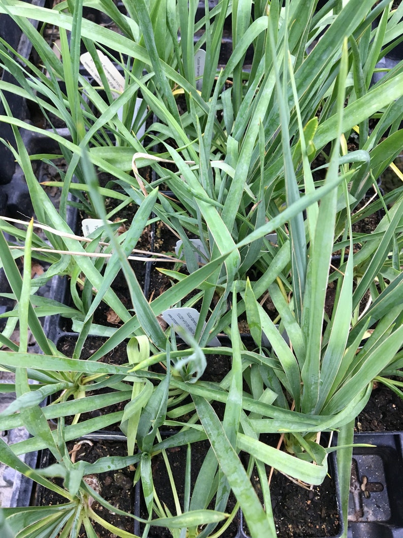 CompanionPlants Yucca filamentosa